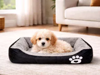 Panier Rectangulaire pour Petits Chiens & Chats  - Taille XS